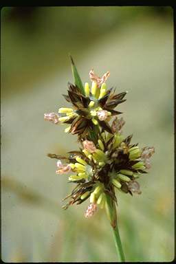 APII jpeg image of Juncus falcatus  © contact APII