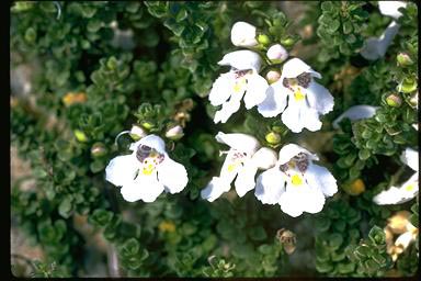 APII jpeg image of Prostanthera cuneata  © contact APII