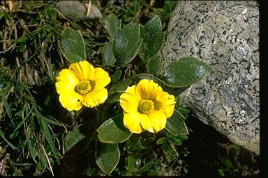 APII jpeg image of Ranunculus muelleri  © contact APII