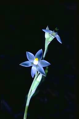 APII jpeg image of Thelymitra pauciflora  © contact APII