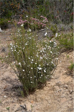 APII jpeg image of Leucopogon virgatus var. virgatus  © contact APII