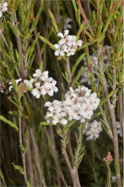 APII jpeg image of Leucopogon virgatus var. virgatus  © contact APII