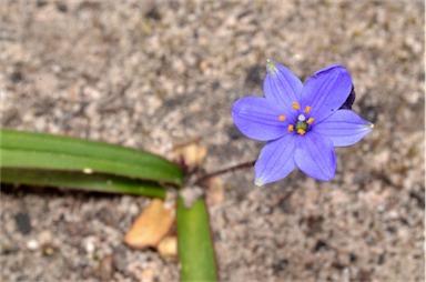 APII jpeg image of Chamaescilla corymbosa var. corymbosa  © contact APII