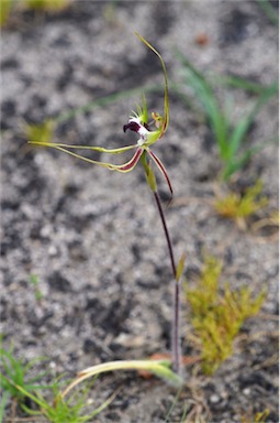 APII jpeg image of Caladenia tentaculata  © contact APII