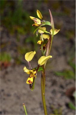 APII jpeg image of Diuris leopardina  © contact APII