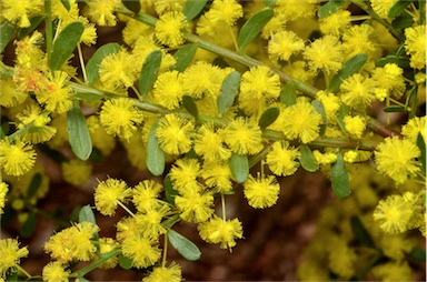 APII jpeg image of Acacia verniciflua  © contact APII