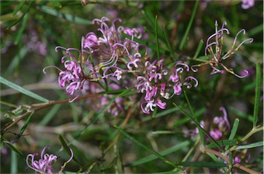 APII jpeg image of Grevillea gariwerdensis  © contact APII