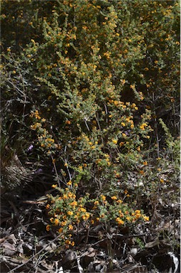 APII jpeg image of Pultenaea scabra  © contact APII