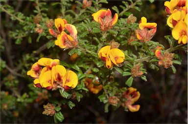 APII jpeg image of Pultenaea scabra  © contact APII