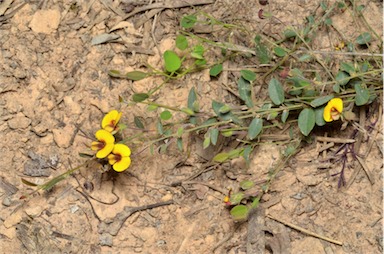 APII jpeg image of Bossiaea prostrata  © contact APII