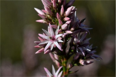 APII jpeg image of Sprengelia incarnata  © contact APII