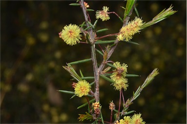 APII jpeg image of Acacia aculeatissima  © contact APII