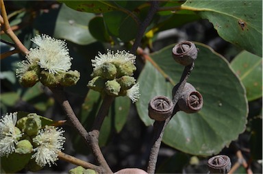 APII jpeg image of Eucalyptus serraensis  © contact APII