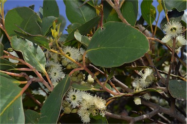 APII jpeg image of Eucalyptus serraensis  © contact APII