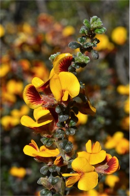 APII jpeg image of Pultenaea scabra  © contact APII