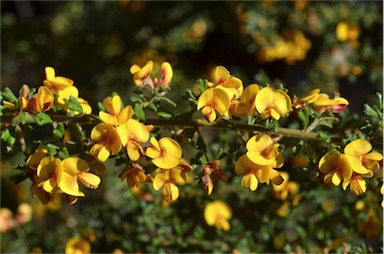 APII jpeg image of Pultenaea scabra  © contact APII