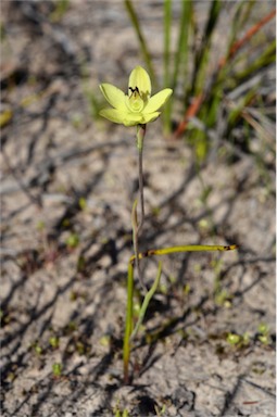 APII jpeg image of Thelymitra antennifera  © contact APII