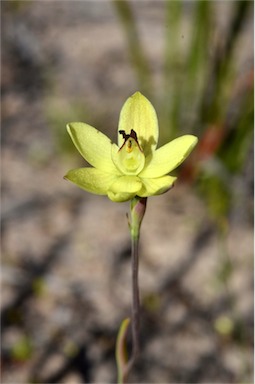 APII jpeg image of Thelymitra antennifera  © contact APII