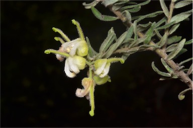 APII jpeg image of Grevillea alpina  © contact APII