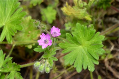 APII jpeg image of Geranium molle  © contact APII