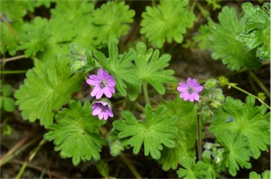 APII jpeg image of Geranium molle  © contact APII