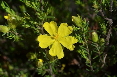 APII jpeg image of Hibbertia riparia  © contact APII