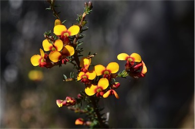 APII jpeg image of Dillwynia phylicoides  © contact APII