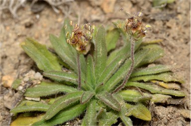 APII jpeg image of Plantago hispida  © contact APII