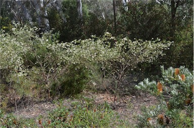 APII jpeg image of Grevillea sericea subsp. sericea  © contact APII