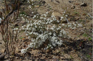 APII jpeg image of Ricinocarpos pinifolius  © contact APII