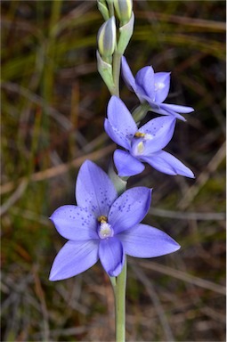 APII jpeg image of Thelymitra juncifolia  © contact APII