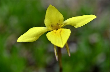 APII jpeg image of Diuris chryseopsis  © contact APII