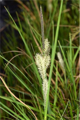 APII jpeg image of Carex gaudichaudiana  © contact APII