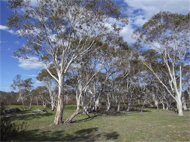 APII jpeg image of Eucalyptus pauciflora  © contact APII