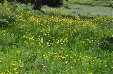 APII jpeg image of Ranunculus lappaceus  © contact APII