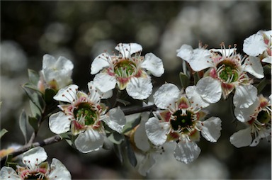 APII jpeg image of Leptospermum lanigerum  © contact APII