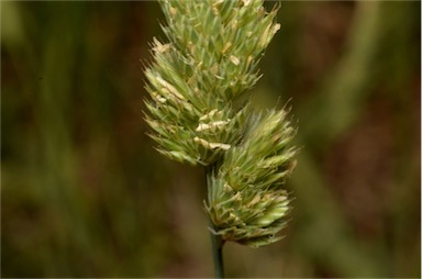 APII jpeg image of Dactylis glomerata  © contact APII