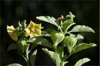 APII jpeg image of Physalis hederifolia  © contact APII