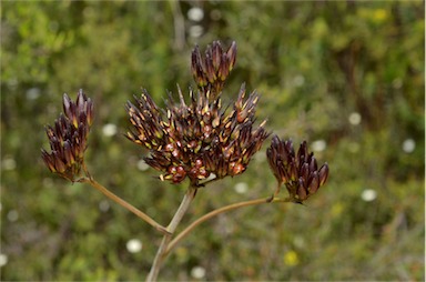 APII jpeg image of Haemodorum planifolium  © contact APII