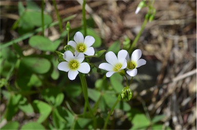 APII jpeg image of Oxalis latifolia  © contact APII