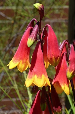 APII jpeg image of Blandfordia grandiflora 'Christine'  © contact APII