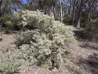 APII jpeg image of Zieria parrisiae  © contact APII