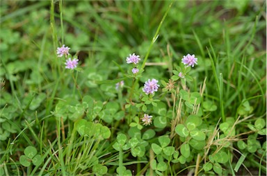 APII jpeg image of Trifolium resupinatum var. resupinatum  © contact APII