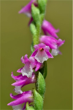 APII jpeg image of Spiranthes sinensis  © contact APII