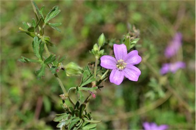 APII jpeg image of Geranium solanderi var. solanderi  © contact APII