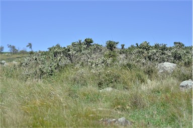 APII jpeg image of Melicytus dentatus  © contact APII