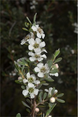 APII jpeg image of Leptospermum myrtifolium  © contact APII