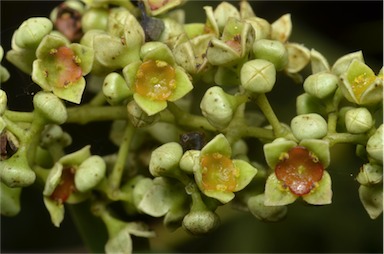 APII jpeg image of Santalum acuminatum  © contact APII