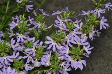 APII jpeg image of Scaevola 'Light Blue'  © contact APII