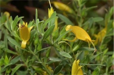 APII jpeg image of Eremophila 'Belalla Gold'  © contact APII